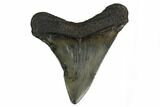 Angustidens Tooth - Megalodon Ancestor #164958-2